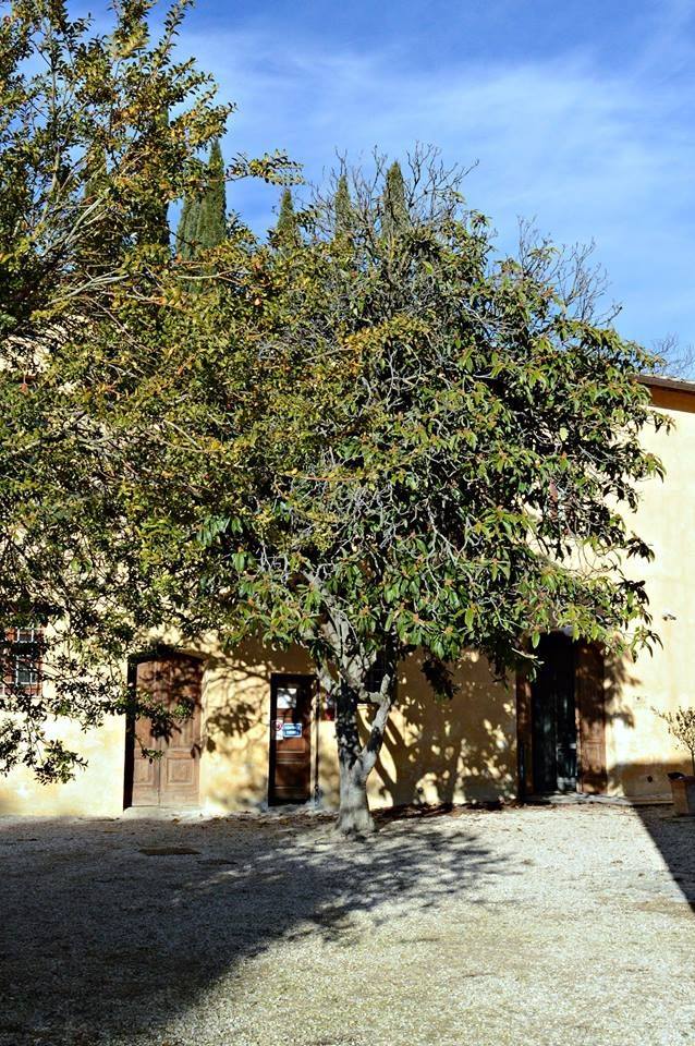 Albero delle Fiabe