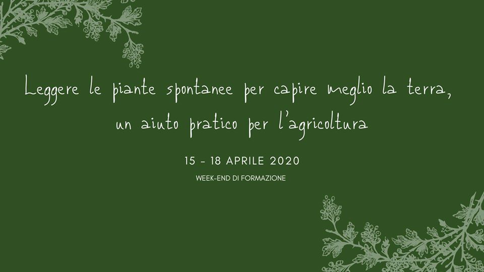 Leggere le piante spontanee per capire meglio la terra