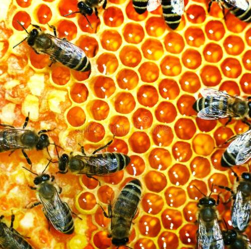 api-del-miele-sull-alveare-15049360